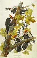 Pileated Woodpecker Dryocopus Pileatus Plate Cxi From The Birds of America by John James Audubon