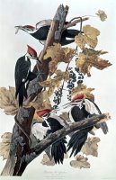 Pileated Woodpeckers by John James Audubon