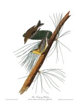 Pine Creeping Warbler by John James Audubon