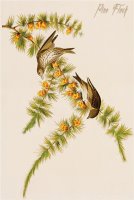 Pine Finch by John James Audubon