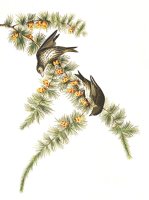 Pine Finch by John James Audubon