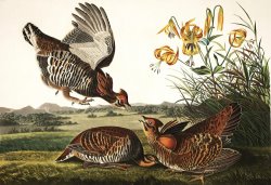 Pinnated Grouse by John James Audubon
