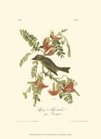 Pipiry Flycatcher by John James Audubon