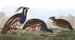 Plumed Partridge, Or Thick Legged Partridge by John James Audubon