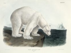 Polar Bear by John James Audubon