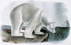 Polar Bear Ursus Maritimus by John James Audubon