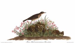 Prairie Titlark by John James Audubon