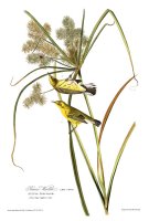 Prairie Warbler by John James Audubon