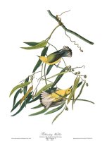 Prothonotary Warbler by John James Audubon