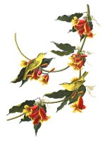 Rathbone Warbler by John James Audubon