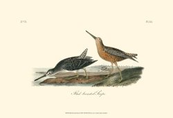Red Breasted Snipe by John James Audubon