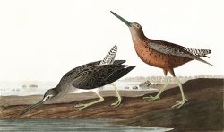 Red Breasted Snipe by John James Audubon