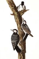 Red Cockaded Woodpecker by John James Audubon