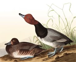 Red Headed Duck by John James Audubon