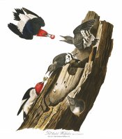 Red Headed Woodpecker by John James Audubon