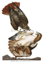 Red Tailed Hawk by John James Audubon
