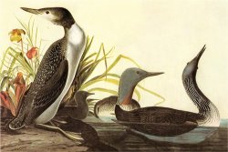 Red Throated Loon by John James Audubon