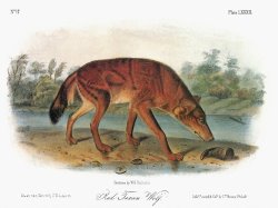 Red Wolf Canis Lupus by John James Audubon