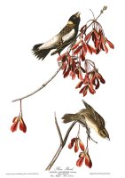 Rice Bird by John James Audubon