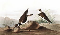 Ring Plover by John James Audubon