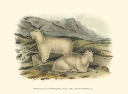 Rocky Mountain Goat by John James Audubon