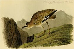 Rocky Mountain Plover by John James Audubon