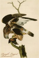 Rough Legged Buzzard by John James Audubon