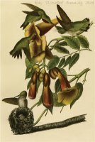 Ruby Throated Humming Bird by John James Audubon