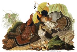 Ruffed Grouse by John James Audubon