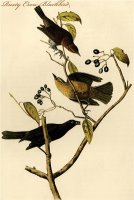 Rusty Crow Blackbird by John James Audubon