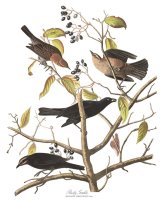 Rusty Grakle by John James Audubon