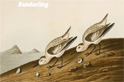 Sanderling by John James Audubon