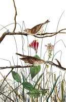 Savannah Finch by John James Audubon