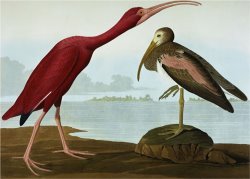 Scarlet Ibis Eudocimus Ruber Plate Cccxcvii From The Birds of America by John James Audubon