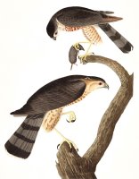 Sharp Shinned Hawk by John James Audubon