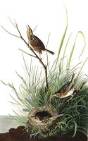 Sharp Tailed Finch by John James Audubon