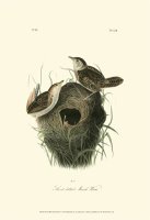 Short Billed Marsh Wren by John James Audubon