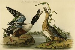 Shoveler Duck by John James Audubon