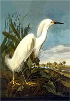 Snowy Egret by John James Audubon