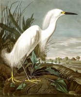 Snowy Heron, Or White Egret by John James Audubon