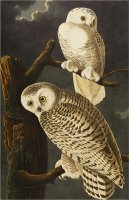 Snowy Owl Nyctea Scandiaca Plate Cxxi From The Birds of America by John James Audubon