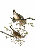 Song Sparrow by John James Audubon