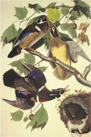 Summer Or Wood Duck by John James Audubon