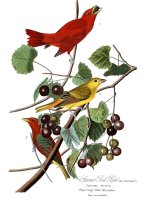 Summer Red Bird by John James Audubon