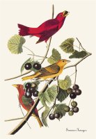 Summer Tanager by John James Audubon