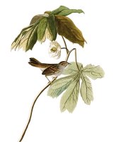 Swamp Sparrow by John James Audubon