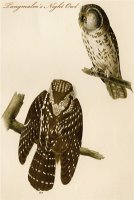 Tangmalm S Night Owl by John James Audubon
