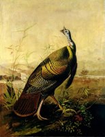 The American Wild Turkey Cock by John James Audubon