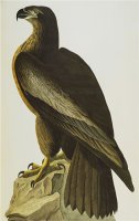 The Bird of Washington Bald Eagle Haliaeetus Leucocephalus Plate Xi From The Birds of America by John James Audubon