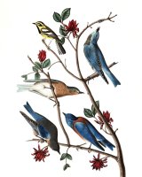 Townsend's Warbler, Arctic Blue Bird, Western Blue Bird by John James Audubon